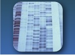 Sanger Sequencing